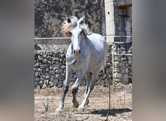 PRE Mix, Hengst, 1 Jaar, 163 cm, Schimmel