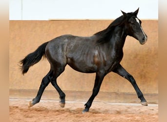 PRE, Hengst, 1 Jaar, 163 cm, Schimmel