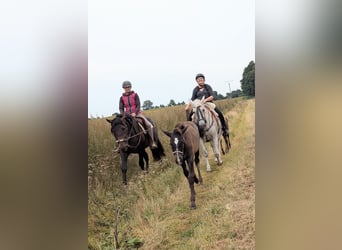 PRE, Hengst, 1 Jaar, 163 cm, Schimmel