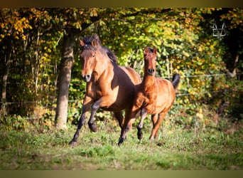 PRE Mix, Hengst, 1 Jaar, 164 cm, Bruin