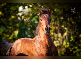 PRE Mix, Hengst, 1 Jaar, 164 cm, Bruin