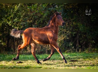 PRE Mix, Hengst, 1 Jaar, 164 cm, Bruin