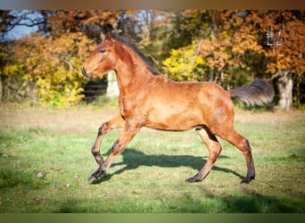 PRE Mix, Hengst, 1 Jaar, 164 cm, Bruin