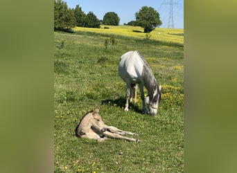 PRE, Hengst, 1 Jaar, 164 cm, Falbe