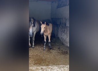 PRE, Hengst, 1 Jaar, 164 cm, Falbe