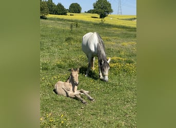 PRE, Hengst, 1 Jaar, 164 cm, Falbe