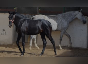 PRE, Hengst, 1 Jaar, 164 cm, Zwartschimmel