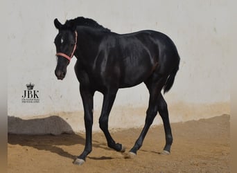 PRE, Hengst, 1 Jaar, 164 cm, Zwartschimmel