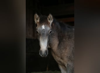 PRE, Hengst, 1 Jaar, 165 cm, Brown Falb schimmel