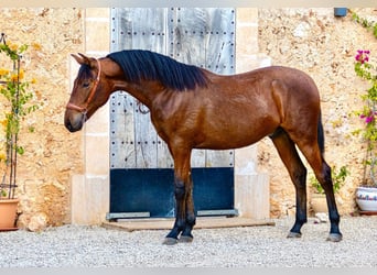 PRE, Hengst, 1 Jaar, 165 cm, Bruin