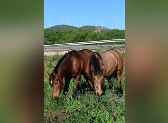 PRE, Hengst, 1 Jaar, 165 cm, Buckskin