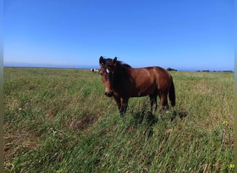 PRE, Hengst, 1 Jaar, 165 cm, Buckskin