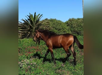 PRE, Hengst, 1 Jaar, 165 cm, Buckskin