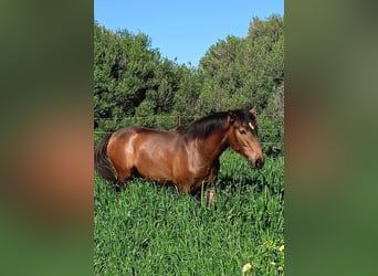 PRE, Hengst, 1 Jaar, 165 cm, Buckskin