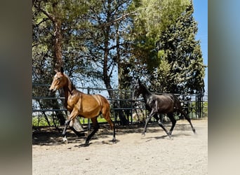 PRE, Hengst, 1 Jaar, 165 cm, Donkerbruin