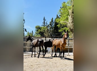 PRE, Hengst, 1 Jaar, 165 cm, Donkerbruin