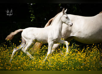 PRE, Hengst, 1 Jaar, 165 cm, Falbe