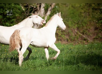 PRE, Hengst, 1 Jaar, 165 cm, Falbe