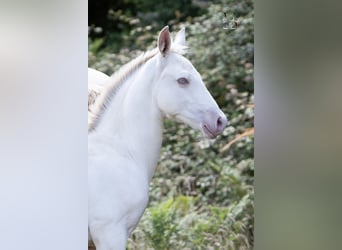 PRE, Hengst, 1 Jaar, 165 cm, Falbe