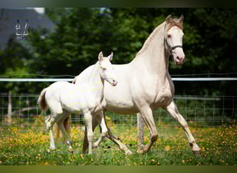 PRE, Hengst, 1 Jaar, 165 cm, Falbe