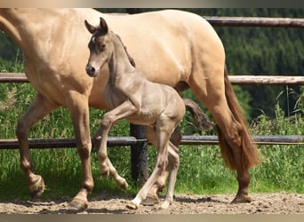 PRE, Hengst, 1 Jaar, 165 cm, Pearl