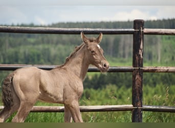 PRE, Hengst, 1 Jaar, 165 cm, Pearl