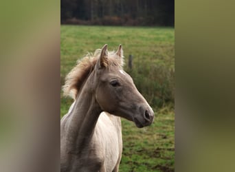 PRE, Hengst, 1 Jaar, 165 cm, Pearl