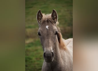 PRE, Hengst, 1 Jaar, 165 cm, Pearl