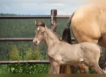 PRE, Hengst, 1 Jaar, 165 cm, Pearl