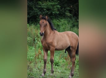 PRE Mix, Hengst, 1 Jaar, 165 cm, Roodbruin