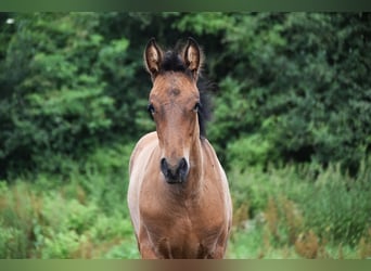 PRE Mix, Hengst, 1 Jaar, 165 cm, Roodbruin