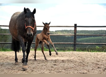 PRE Mix, Hengst, 1 Jaar, 165 cm, Roodbruin