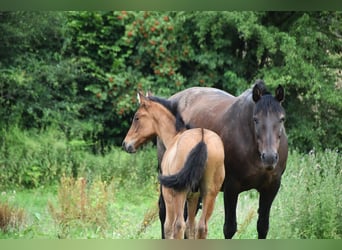 PRE Mix, Hengst, 1 Jaar, 165 cm, Roodbruin