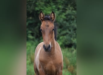 PRE Mix, Hengst, 1 Jaar, 165 cm, Roodbruin