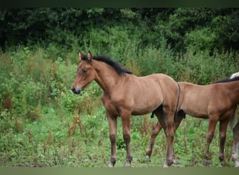 PRE Mix, Hengst, 1 Jaar, 165 cm, Roodbruin