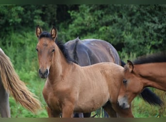 PRE, Hengst, 1 Jaar, 165 cm, Roodbruin