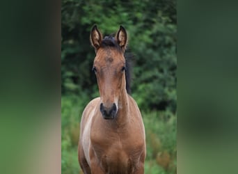 PRE, Hengst, 1 Jaar, 165 cm, Roodbruin