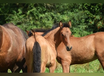 PRE, Hengst, 1 Jaar, 165 cm, Roodbruin