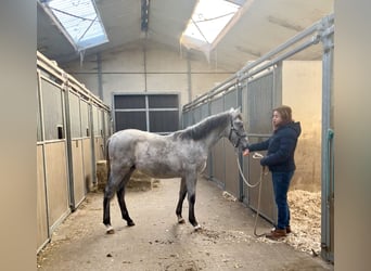 PRE, Hengst, 1 Jaar, 165 cm, Schimmel