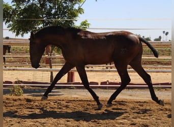 PRE, Hengst, 1 Jaar, 165 cm, Zwart