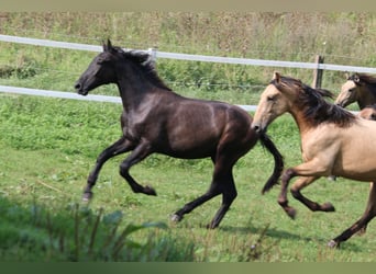 PRE, Hengst, 1 Jaar, 165 cm, Zwartschimmel