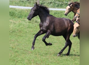 PRE, Hengst, 1 Jaar, 165 cm, Zwartschimmel