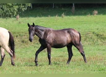 PRE, Hengst, 1 Jaar, 165 cm, Zwartschimmel