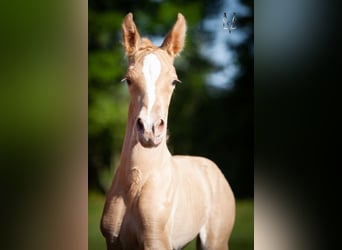 PRE Mix, Hengst, 1 Jaar, 166 cm, Champagne