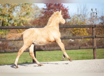 PRE Mix, Hengst, 1 Jaar, 166 cm, Champagne