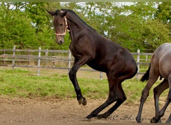 PRE, Hengst, 1 Jaar, 166 cm, Zwartschimmel