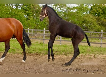 PRE, Hengst, 1 Jaar, 166 cm, Zwartschimmel