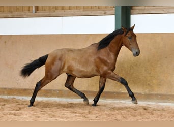 PRE Mix, Hengst, 1 Jaar, 167 cm, Bruin