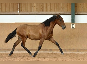 PRE Mix, Hengst, 1 Jaar, 167 cm, Bruin