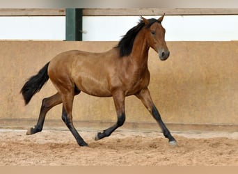 PRE Mix, Hengst, 1 Jaar, 167 cm, Bruin
